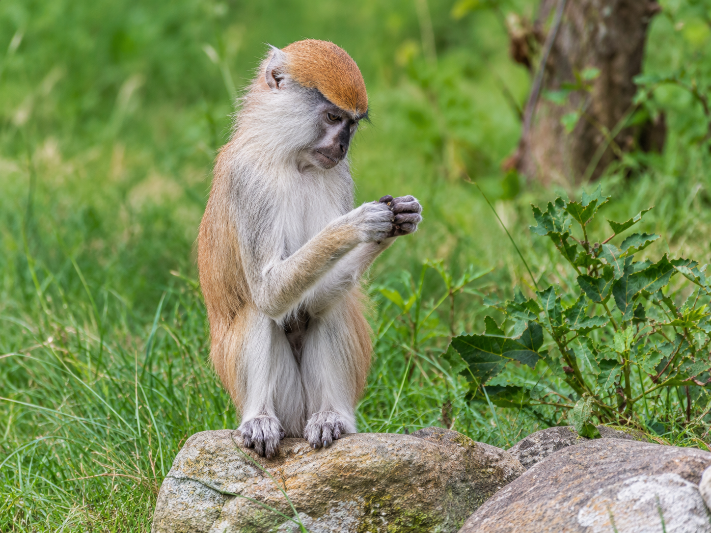 Monkey image